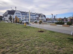 Nowe drzewka w Lubiczu Górnym