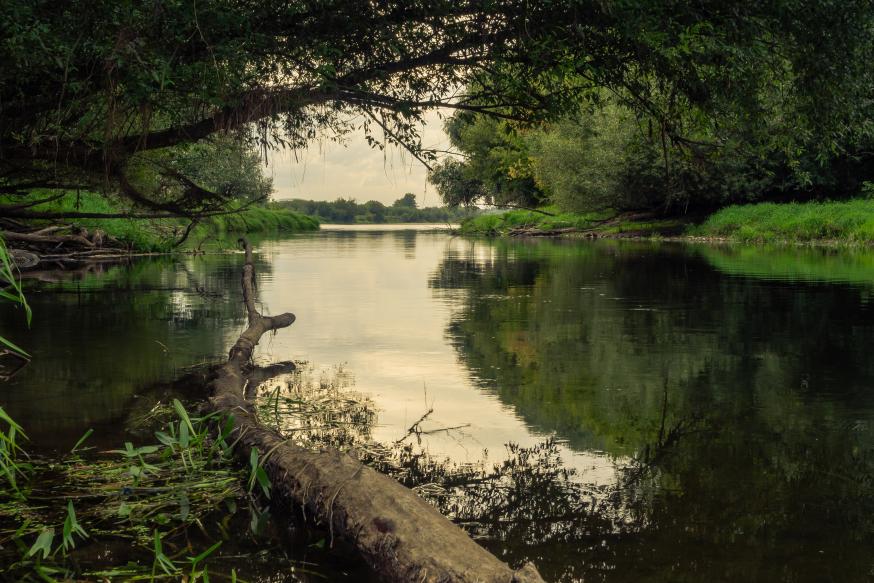 Nagroda główna. Ujście rzeki Drwęcy do Wisły z lewego brzegu. Fot. Kamila Sztandarska