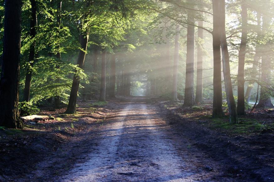 Na zdjęciu: las. Fot. Pixabay